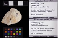 Foto (Objket + Etiketten) von Isopoda indet. 